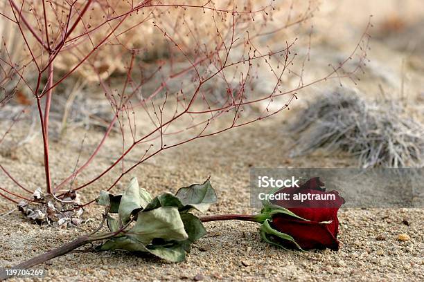 Photo libre de droit de Amour Perdu banque d'images et plus d'images libres de droit de A l'abandon - A l'abandon, Amour, Bouton de fleur