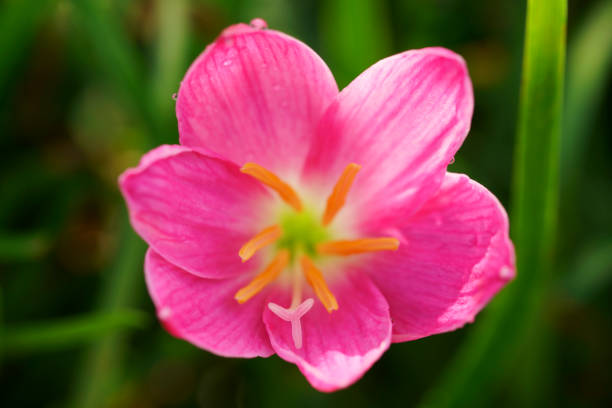 close up of beautiful blooming pink rain lily flower with beautiful green background