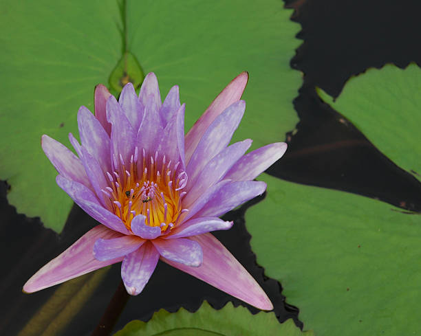 Purple water lilly stock photo