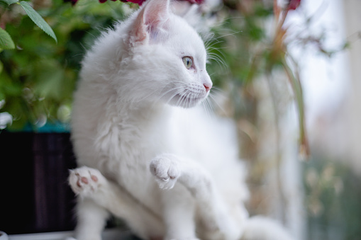Portrait of nice white cat with physical disability indoors. Paws are paralysed. Kitten playing in the room. Domestic animals with diaper, picture of pet. Patient for veterinary clinic.