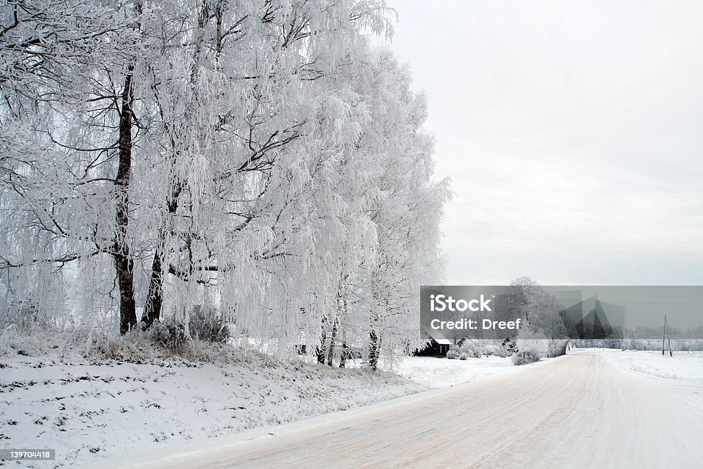 White winter - Lizenzfrei Baum Stock-Foto