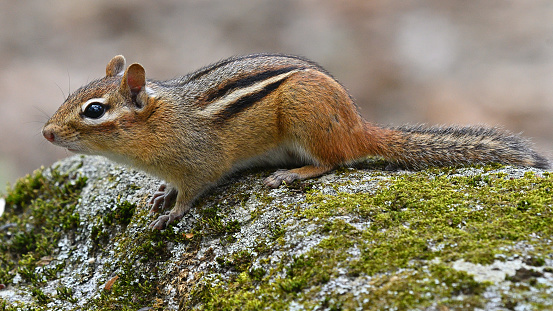 Eastern chipmunk stopping on rock in spring to look. Taken in Connecticut.