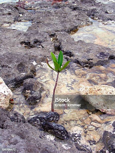 Hope - Fotografie stock e altre immagini di Accordo d'intesa - Accordo d'intesa, Acqua, Albero