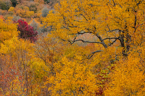 Autumn landscape Great Smoky Mountains, Deep Creek Overlook, Great Smoky Mountains National Park, North Carolina, USA
