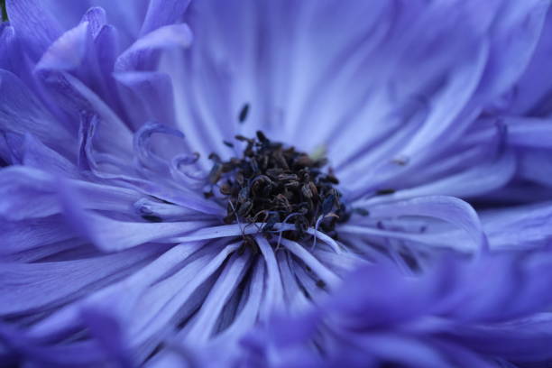 istock withered stamens in purple chrysanthemum flower 1397046943