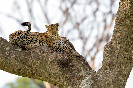 The sunset sets in the background of this stunning female leopard as she prepares to start her evening hunt.