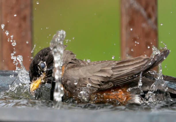 istock American Robin on the edge of the bird bath 1397048152