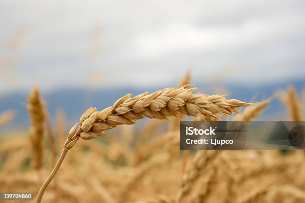 Foto de Campo De Trigo e mais fotos de stock de Abundância - Abundância, Agricultura, Alimentação Saudável