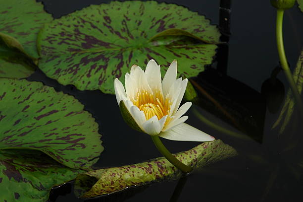 Water Lily stock photo
