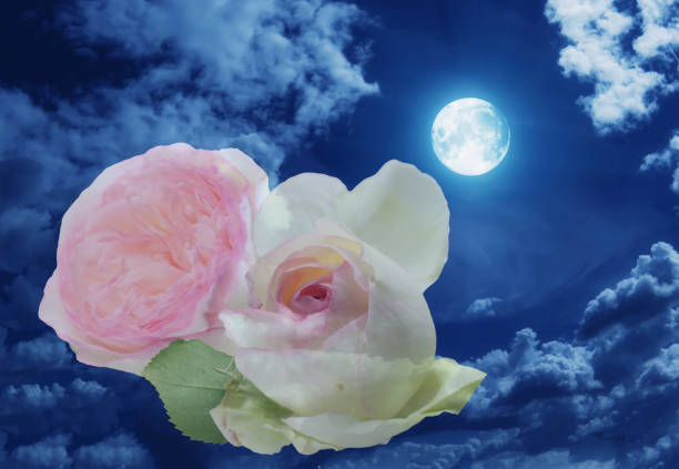 istock English rose on a full moon night- 1397049461