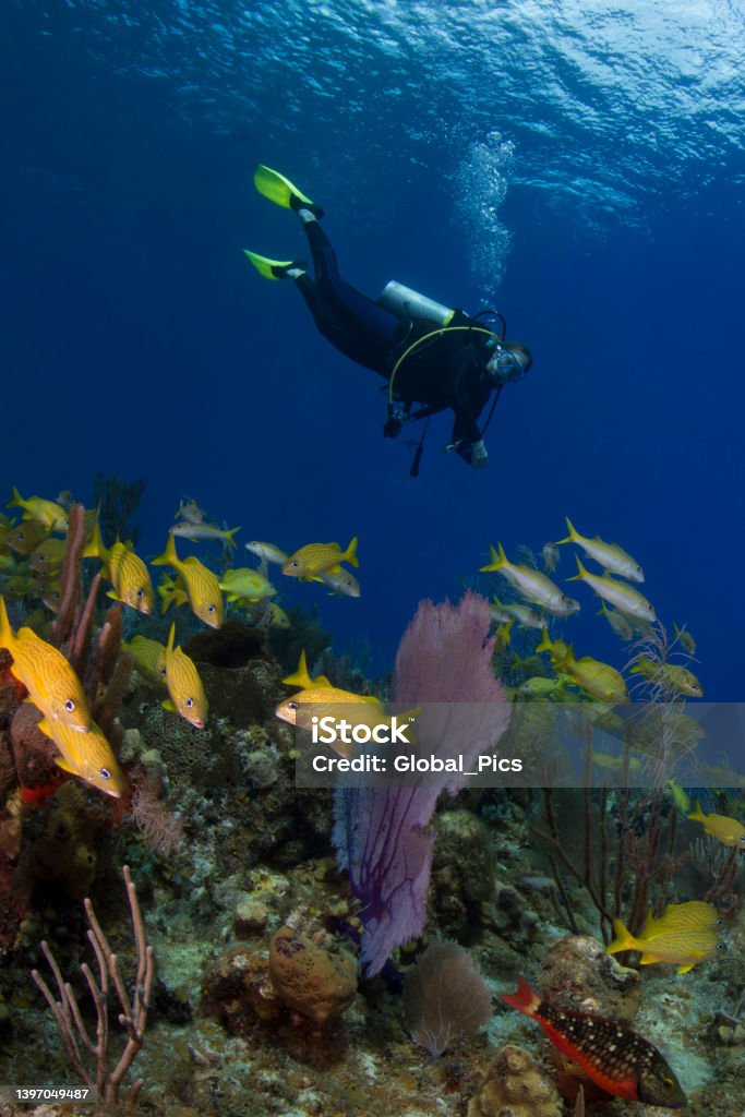 Caribbean coral reefs and a diver View of the stunning marine life with a female scuba diver in Little Cayman Island, Cayman Islands 40-44 Years Stock Photo