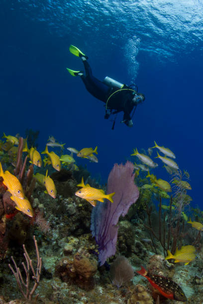 Caribbean coral reefs and a diver View of the stunning marine life with a female scuba diver in Little Cayman Island, Cayman Islands caesar grunt photos stock pictures, royalty-free photos & images