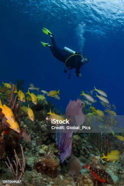 Caribbean Coral Reefs And A Diver Stock Photo - Download Image Now - 40-44 Years, Adult, Adults Only