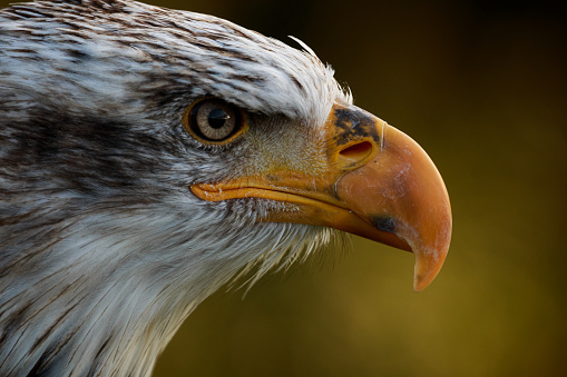 American Bald Eagle Close-up Head