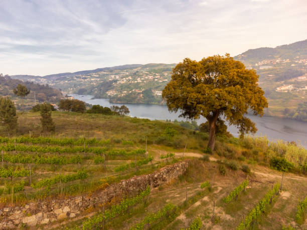 istock Douro Valley in Portugal 1397050341