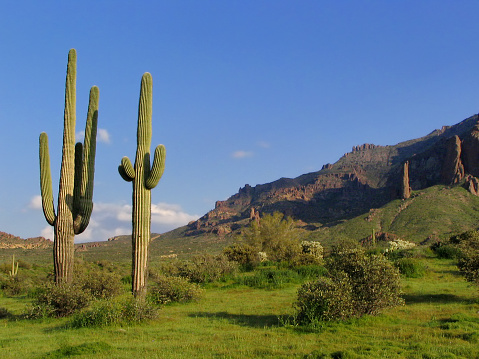 Sahuaro cactuses framed against the Superstition Mountains in the exceptionally green spring of 2005.