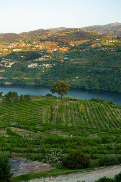 istock Douro Valley in Portugal 1397050669