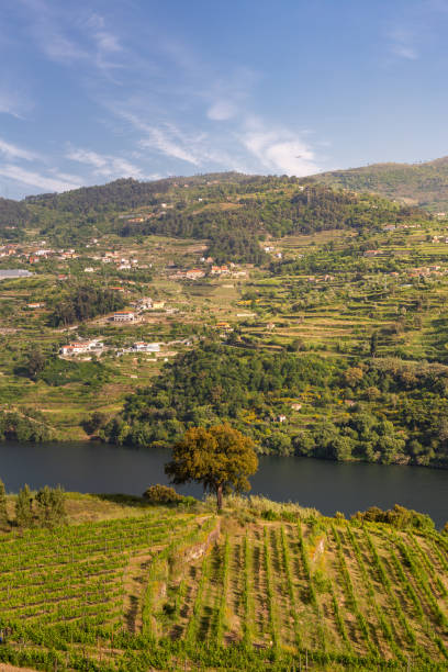 istock Douro Valley in Portugal 1397050720