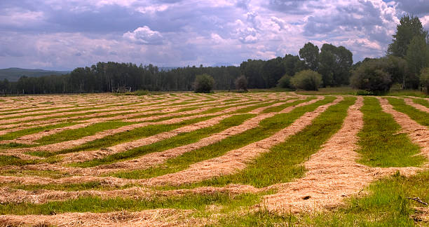 Farm field. stock photo