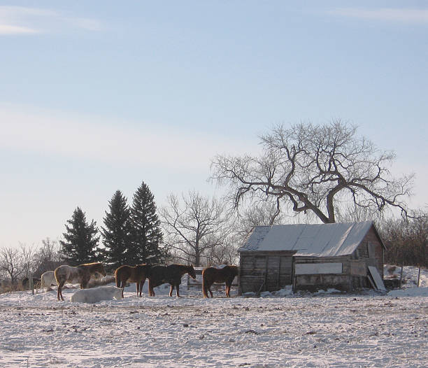 istock Farm During the Winter Season 139705174