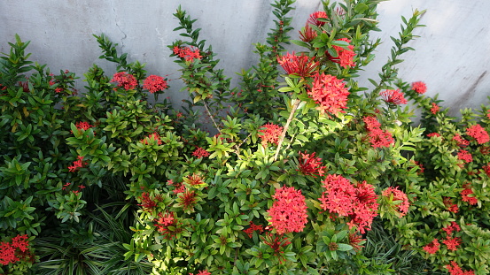 There are many red flowers on tree
