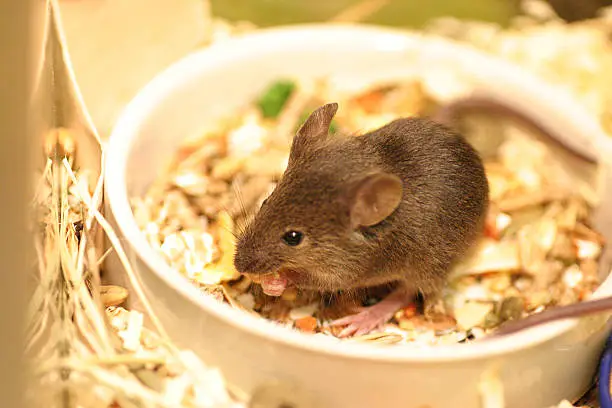 A little baby mouse in it's food-bowl