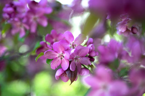 Blooming apple tree. Lilac flowers close up. Floral background.