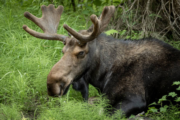 istock Bull Moose Rests In Tall Grass With Glassy Eyes 1397051992