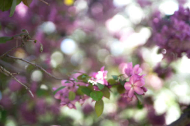 Blooming apple tree. Lilac flowers close up. Floral background.