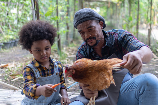father and son raising chickens on farm
