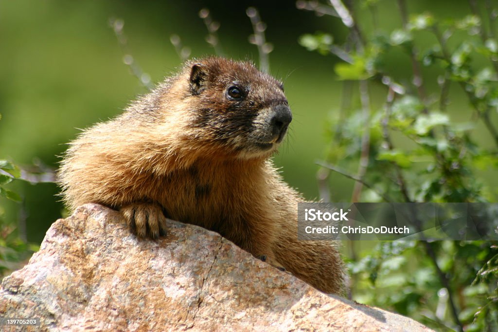Yellow-bellied marmot - Zbiór zdjęć royalty-free (Bez ludzi)