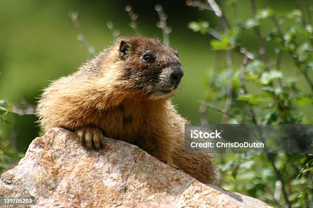 Yellowbellied Marmot - zdjęcia stockowe i więcej obrazów Bez ludzi - Bez ludzi, Dzikie zwierzęta, Fajny