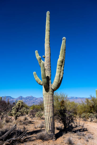 istock Single Saguaro Cactus Stands Tall In The Desert 1397052065