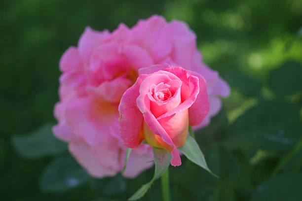 Rose in giardino - foto stock