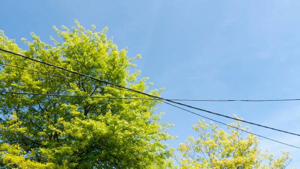 istock Wires crossing by big trees 1397052916