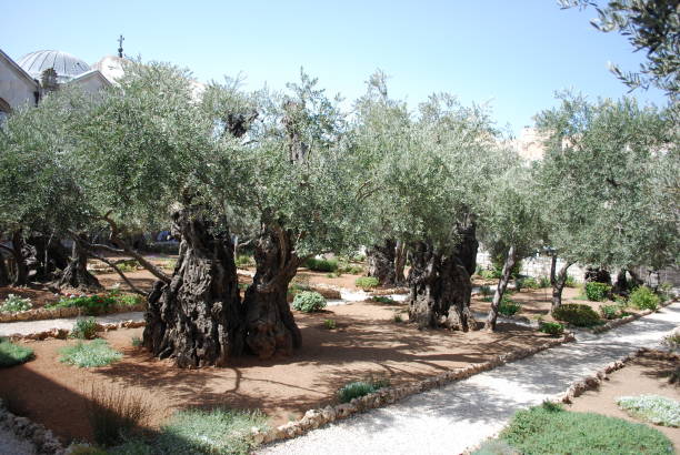 istock Garden of Gethsemane 1397052918