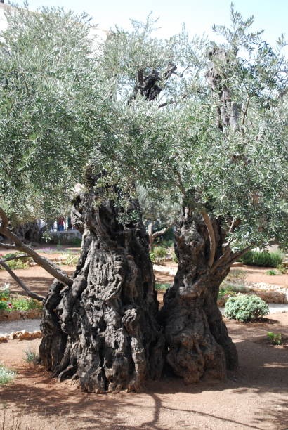 istock Garden of Gethsemane 1397052920