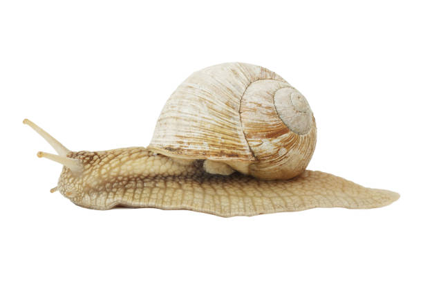 istock Snail with shell isolated on white background. Garden pest creeps slowly. 1397053092