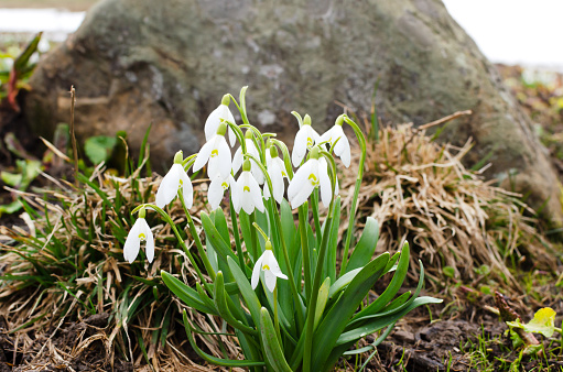 White flowers of spring snowflake in the forest in early spring