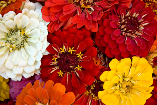 A bouquet of zinnias at the Farmers' Market
