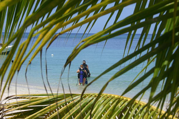 strand sie einen scuba-tauchgang durch das palms - tree wind palm tree hawaii islands stock-fotos und bilder