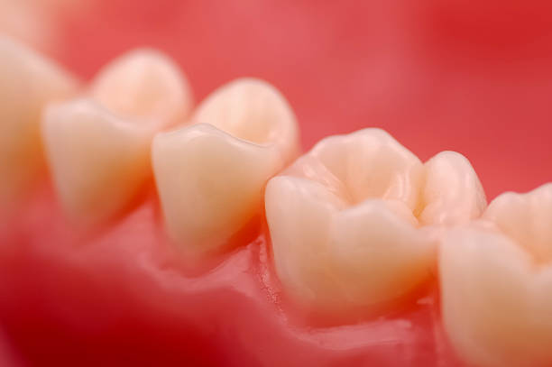 Les dents - Photo