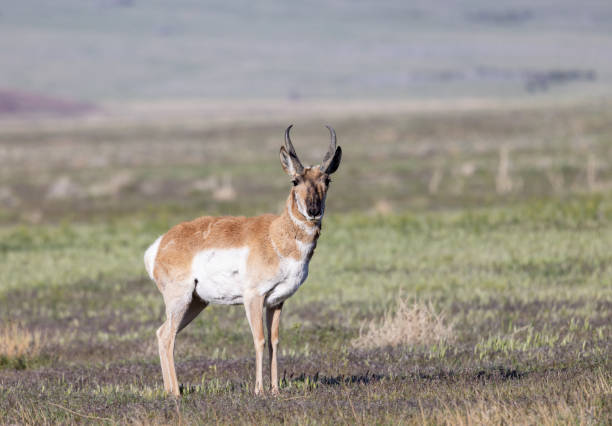 istock Pronghorn Antelope Buck in Utah 1397053856