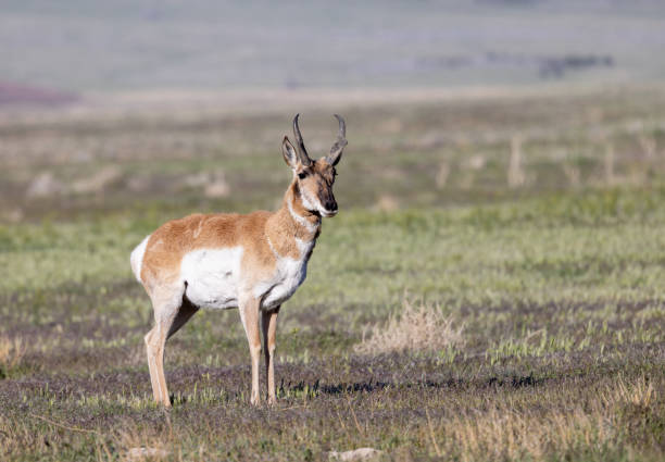 istock Pronghorn Antelope Buck in Utah 1397053875