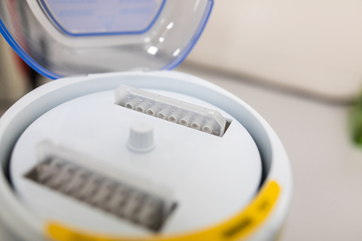 Researcher treats biochemicals to mammalian cells in 96 well micro plate by a multi channel pipette