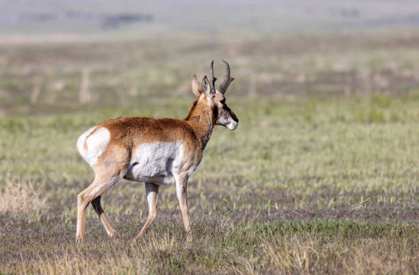 istock Pronghorn Antelope Buck in Utah 1397053984