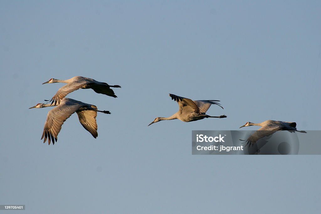 Groupe de sandhills volant loin de caméra avec éclairage sur les côtés - Photo de Grue - Oiseau libre de droits