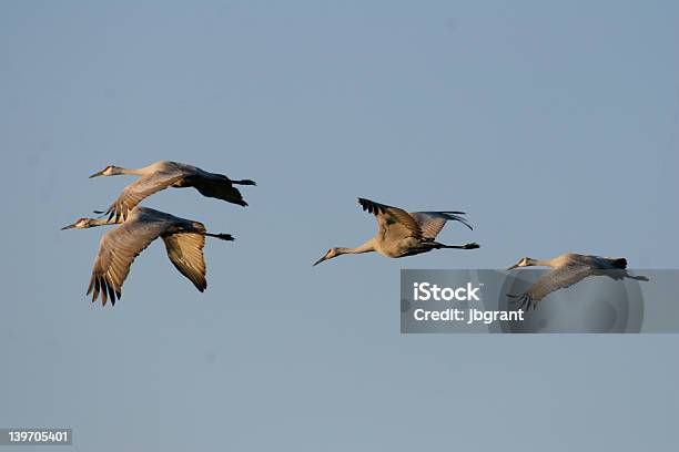 Photo libre de droit de Groupe De Sandhills Volant Loin De Caméra Avec Éclairage Sur Les Côtés banque d'images et plus d'images libres de droit de Grue - Oiseau