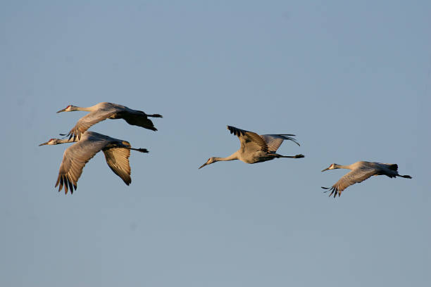 istock Group of sandhills flying away from camera with side lighting 139705401