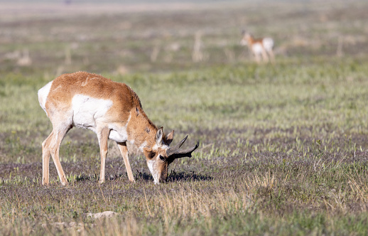 a pronghorn antelope buck in the Utah desert